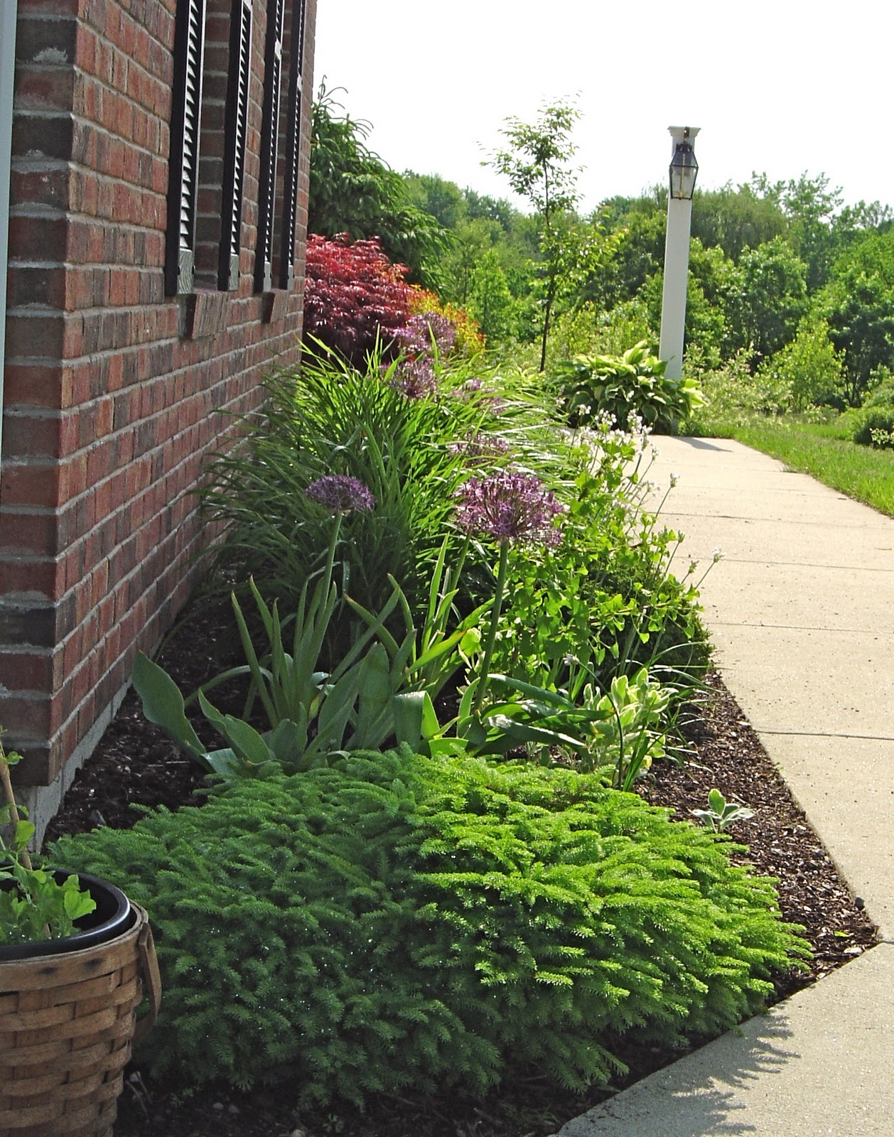 Birdsnest Spruce | Landscape Express